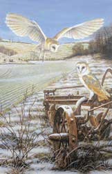 Barn Owls at Thixendale - Robert Fuller