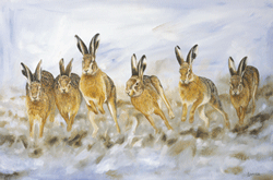 Hare Today Gone Tomorrow - Robert Fuller