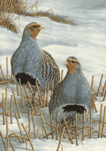 Greys on Winter Stubble - Robert Fuller