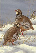 Red Legged Partridges in Snow - Robert Fuller