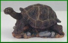 Country Artists Galapagos Tortoise