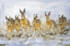 Hare Today Gone Tomorrow - Robert Fuller