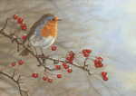 Robin on Hawthorn - Robert Fuller