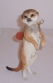Country Artists Meerkat Baby Standing