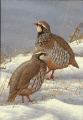 Red Legged Partridges in Snow - Robert Fuller