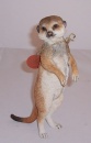 Country Artists Meerkat Baby Standing