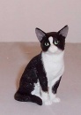 Country Artists Black and White Cat Sitting