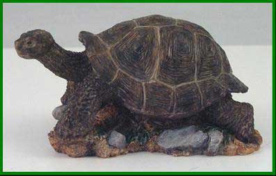 Country Artists Galapagos Tortoise